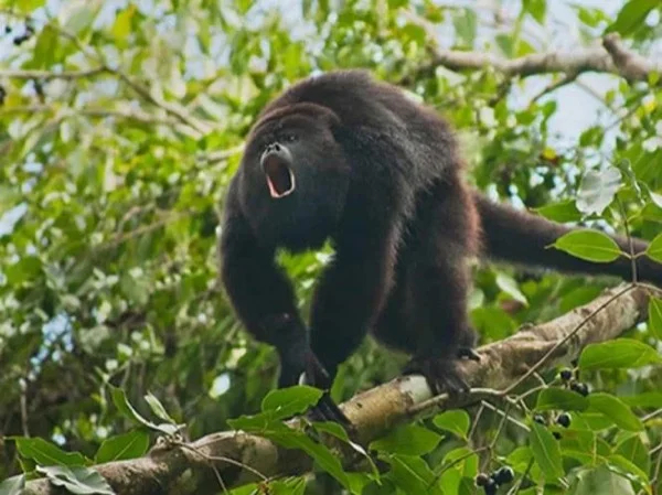 Cave tubing and Baboon sanctuary