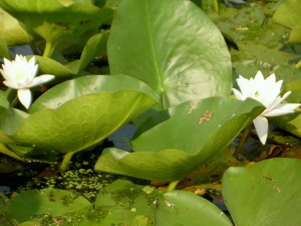 Two Day Wildlife Tour in the Danube Delta from Bucharest