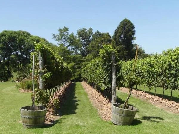 Montevideo and Winery Tour