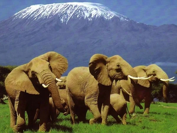 Two nights Safari to Amboseli National Park.