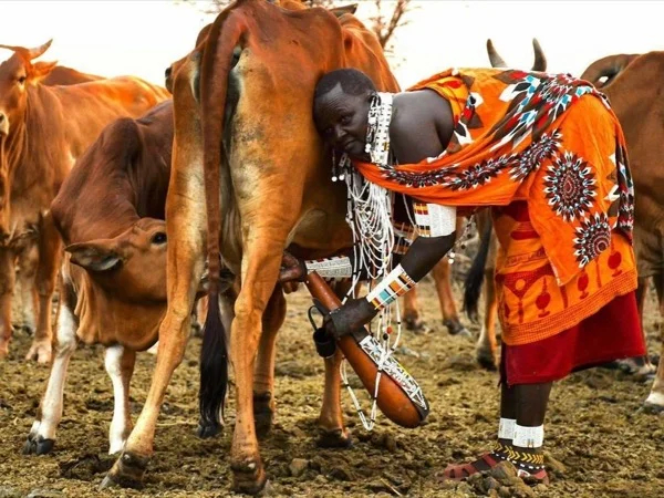 Maasai Cultural Experience private Safari