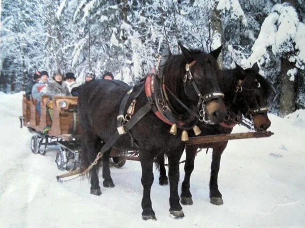 Horse Sleigh Ride Tour