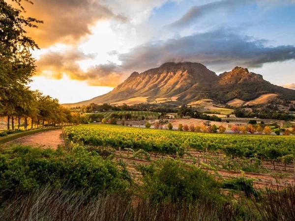 Private Cape Winelands Full Day Tour