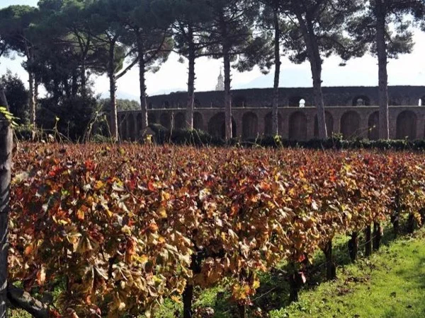 Explore Pompeii and Taste local Wine with yours personal Archaeologist and driver