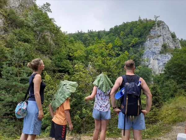 Nature Walk in the Forest Environment