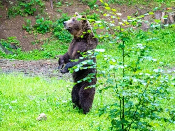 Bears and Wildlife in Nature