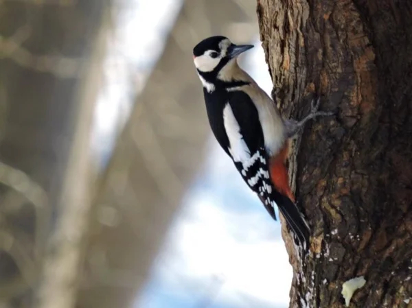 Woodpeckers and Birds
