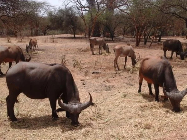 Half-day Bandia Animal Sanctuary Tour