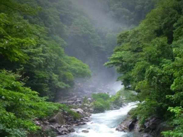 Yakusugi Land 7hr Private Tour from Yakushima