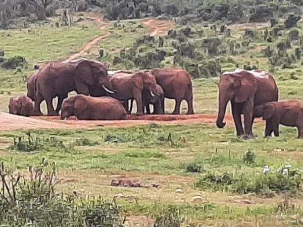 Half day Addo Big 5 Safaris