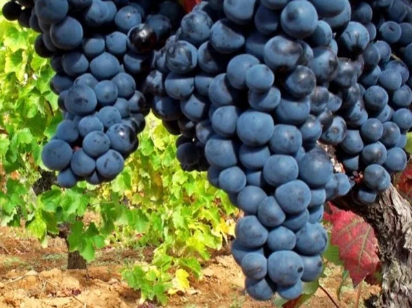 Vineyards of Cauca Valley Private Tour