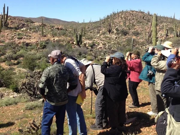 Bird-watching Birding La Paz Baja California Sur