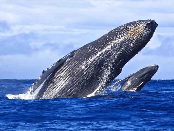 Guided Whale-watching Half Day Tour (December to April)