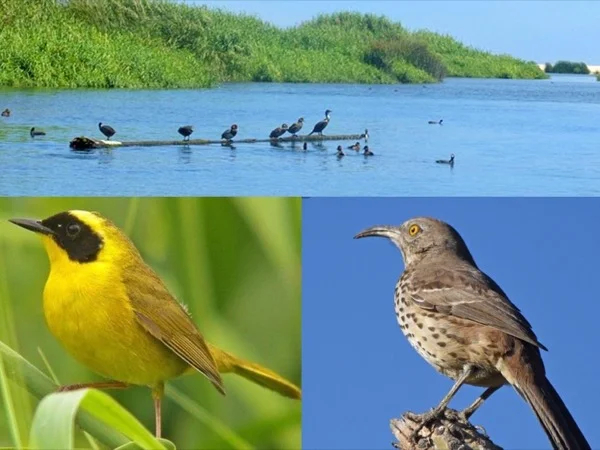 San Jose Estuary, Birds & Nature walk - Half Day Tour
