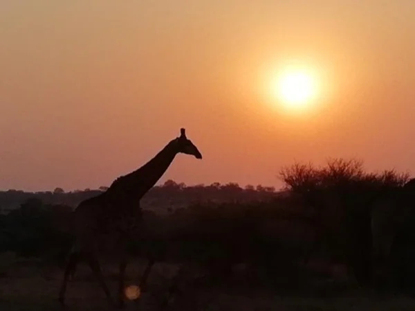 'Big 5' Safari in the Hluhluwe-Imfolozi Game Reserve