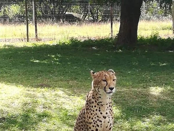 World Heritage Site & Wild Cats