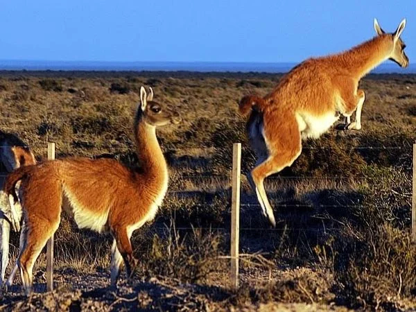 Wildlife in Peninsula Valdes - Full day tour