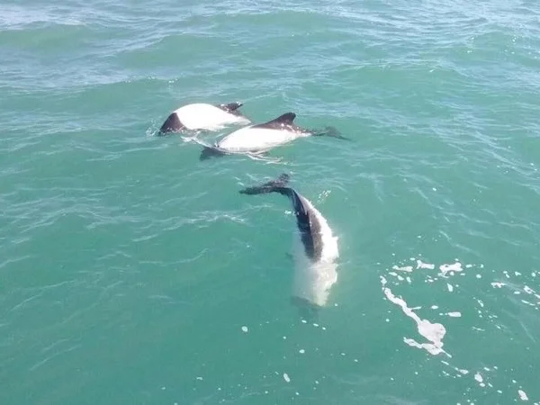 Dolphins and Dinosaurs - Half day tour from Puerto Madryn