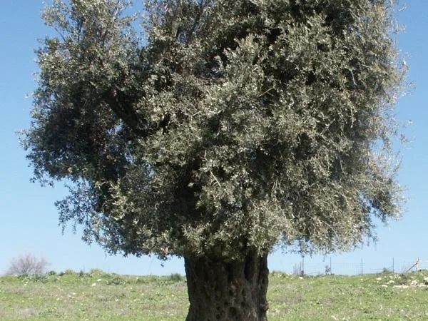 Multi-day Israel Private Tour from Tel Aviv
