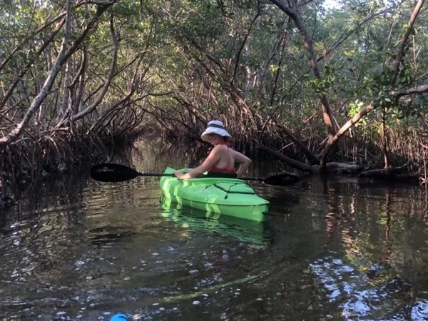 Estuary Tour Through the Mangroves
