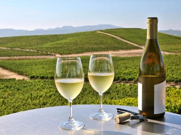 Wine tasting tour for 2 on the Island of Orleans