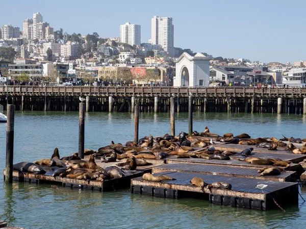 Pier 39, The Exploratorium, and the Ferry Building of San Francisco Full-Day Tour