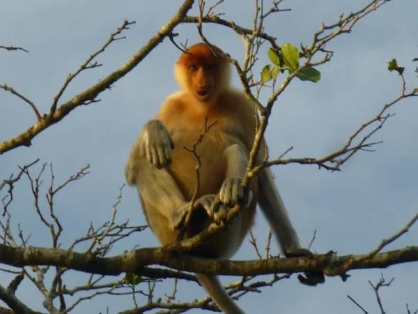 Bandar Sunset 3hr Tour - Water Village, Food and Proboscis Monkeys River Cruise