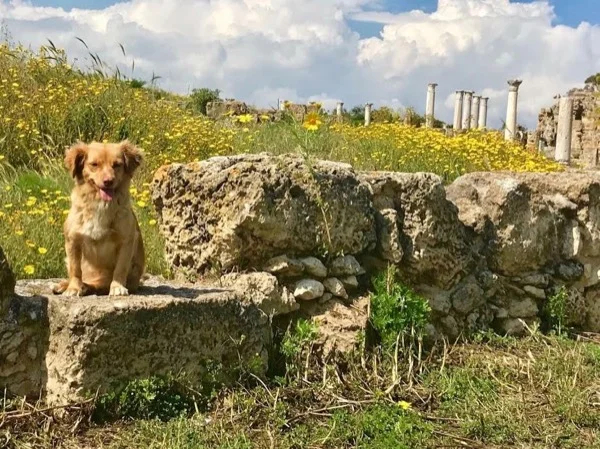 Discover Famagusta & Kyrenia highlights tour