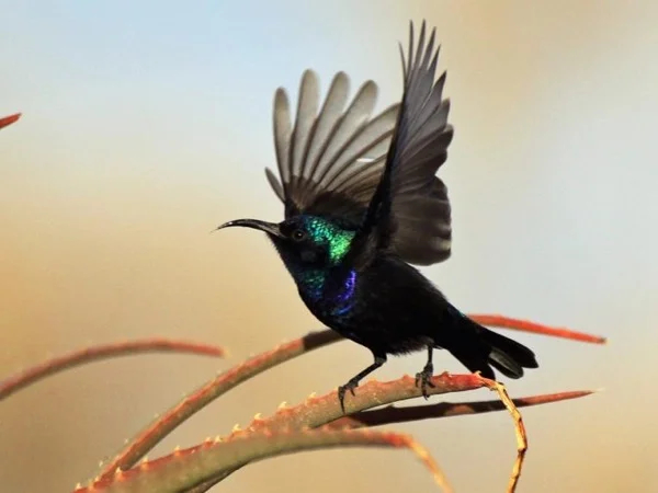 Bird Watching Tour in Wadi Qana