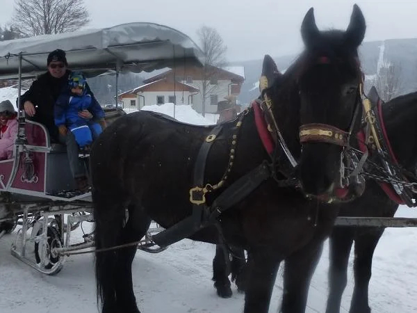 Horse-drawn sleigh ride - private tour from Salzburg