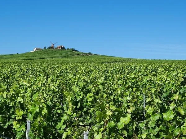 Champagne Tour for 12 Hours