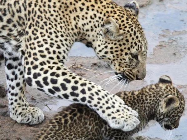 Leopard safari around Jodhpur Private Tour