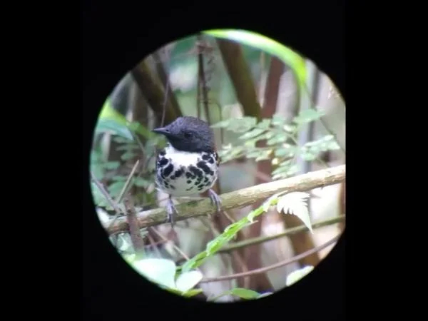Panama's Bird-watch experience