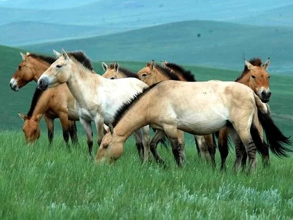 Mongolia Khustai National Park Day Tour