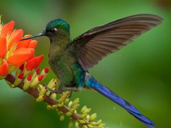 Profusion of hummingbirds and jungle or mountain views