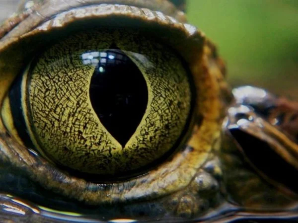 Amazon Primary or Secondary Rainforest Adventure