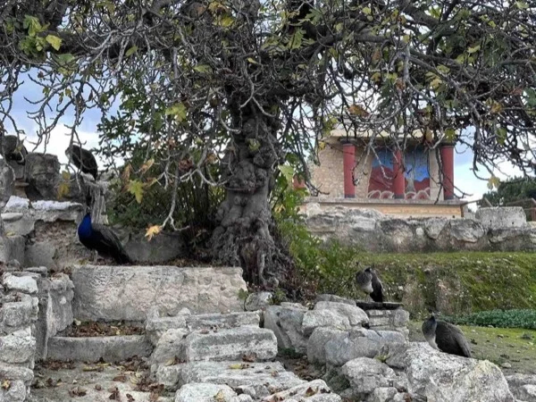 Palace of Knossos and Archeological Museum Heraklion city, extended day tour