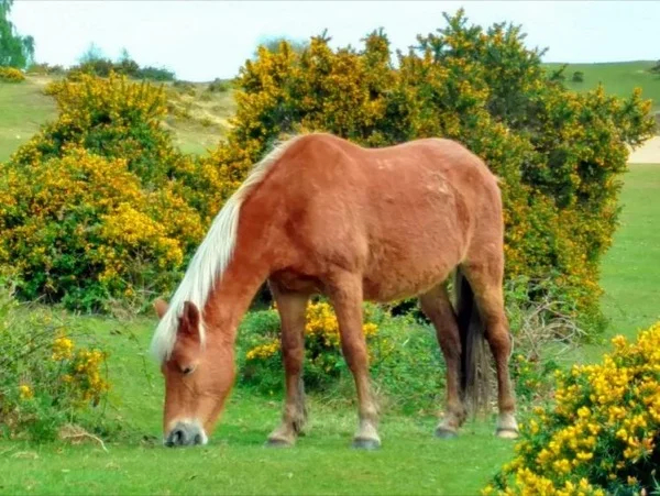 The New Forest Half Day Tour