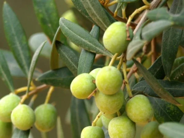 Become an expert in Olive Oil - Half Day Tour