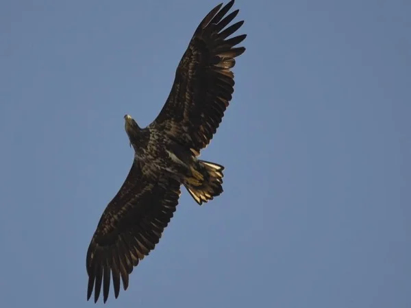 Private bird watching tour in bird paradise