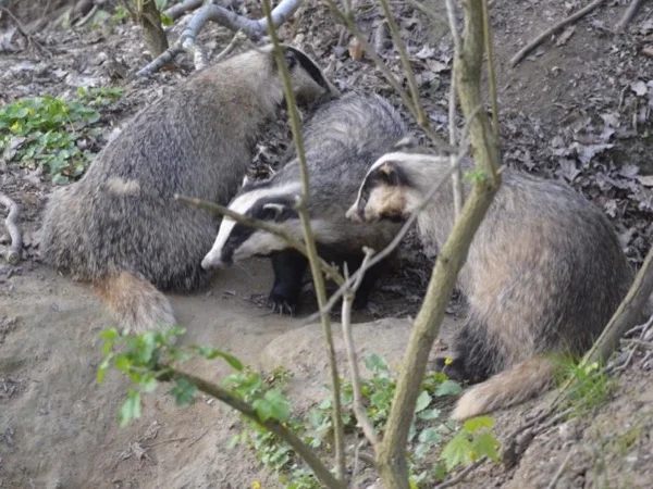 Polish Wildlife Tour