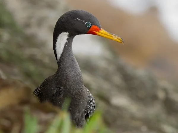 The "lile" cormorant of Puaucho
