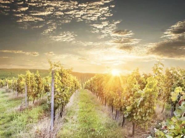 Moravian Tuscany Private Tour (incl. winetasting and lunch)