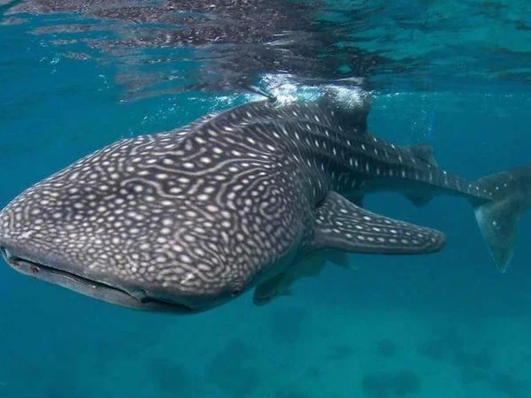 Oslob Whaleshark Watching Tour