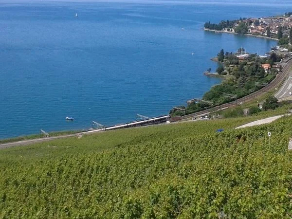 Private Wine tour in the UNESCO Lavaux Vineyards