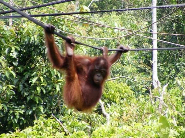 Orangutan Samboja Lodge Half Day Tour