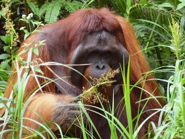 Orangutan - Wain River Protection Forest - Mangrove Center Full Day Tour