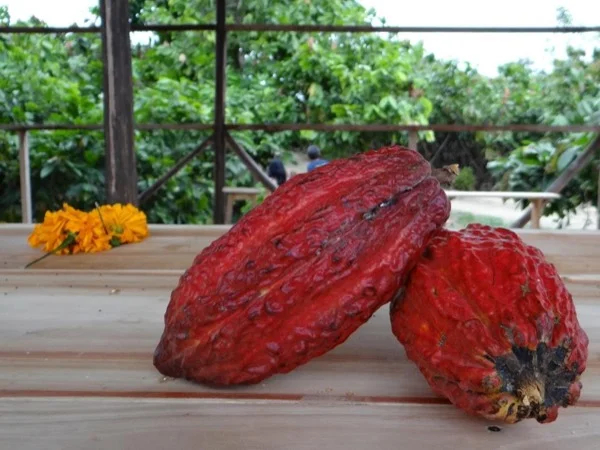 Visit a Local Cacao Family Farm Full-Day Shore Excursion