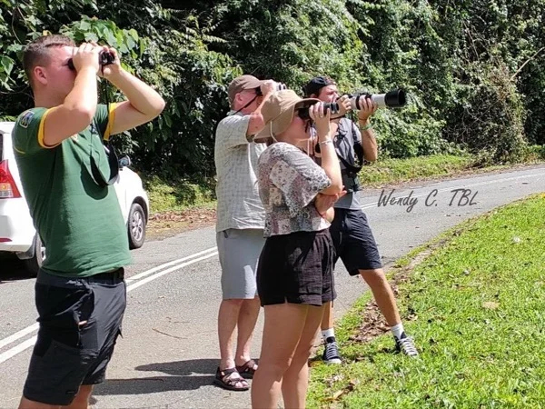 Cruise Ship Excursion: Langkawi Birdwatching Half a Day (Morning Session)