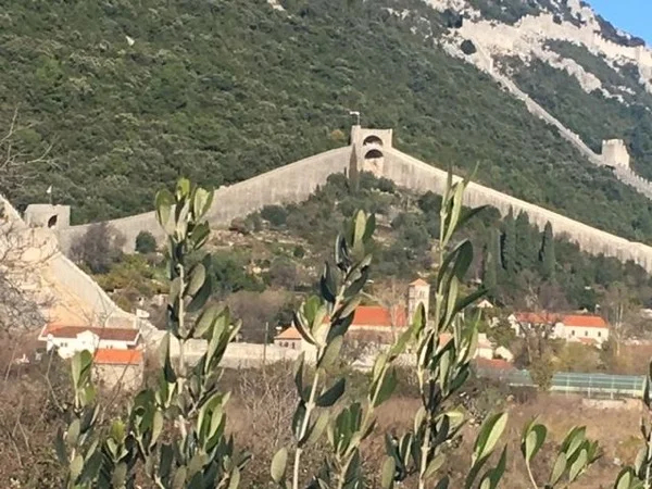 Day Trip from Dubrovnik to Arboretum, Ston and Peljesac Peninsula